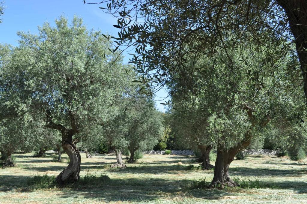 Masseria Costanza Putignano Luaran gambar